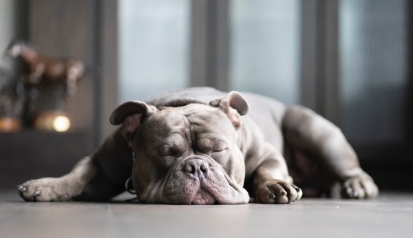 Image of a sleeping grey bulldog. 