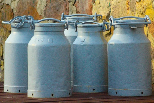 Image of a group of large dairy milk cans.