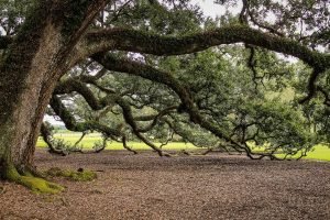 Image of a Virginia live oak. 
