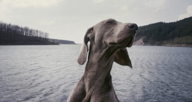 Image of a dog on a boat.
