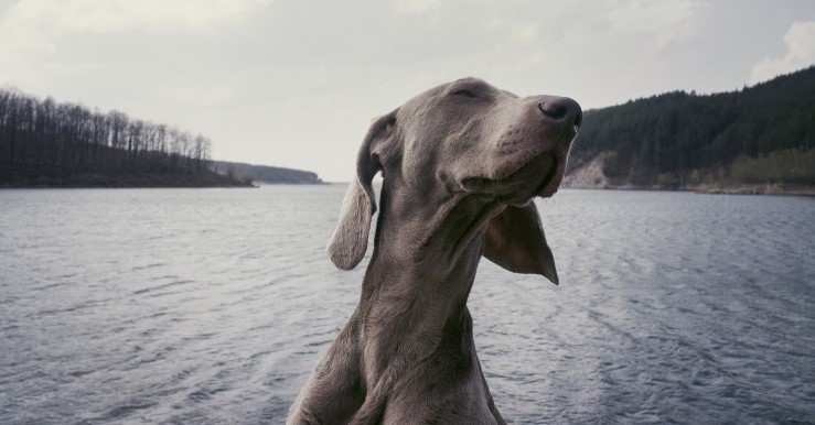 Image of a dog on a boat.