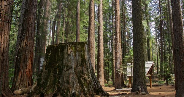 Nelder Grove Giant Sequoia Stump