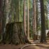 Nelder Grove Giant Sequoia Stump