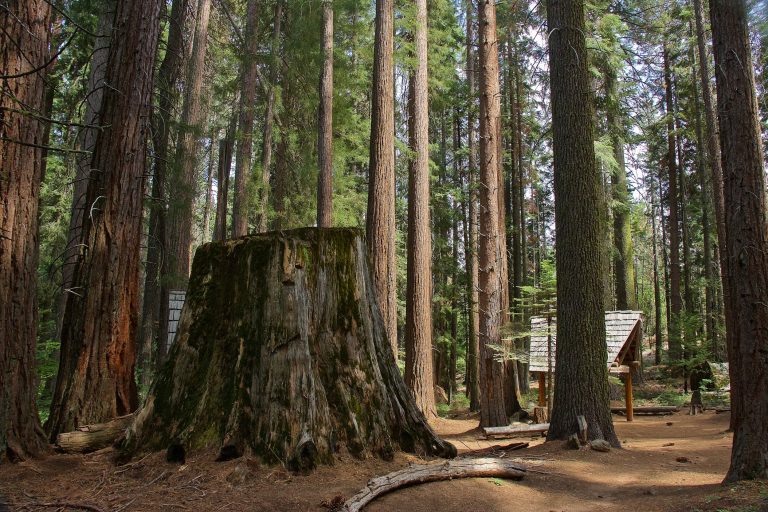 Nelder Grove Giant Sequoia Stump