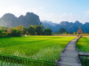 Image of lush rice fields and limestone mountains in Laos. 