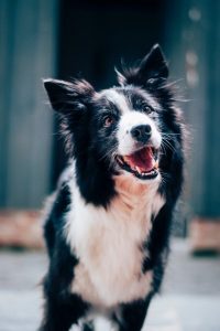 Image of a border collie. 