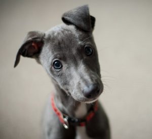 Image of a gray and white puppy.