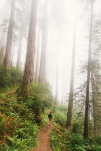 Image of a person walking through a foggy forest. 
