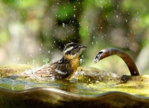 Image of a grosbeak drinking from a fountain.