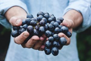 Image of someone holding out a large handful of grapes. 