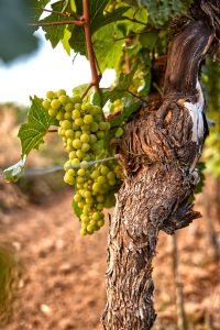 Image of grapes growing on a vine. 
