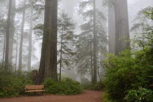 Image of giant sequoias.
