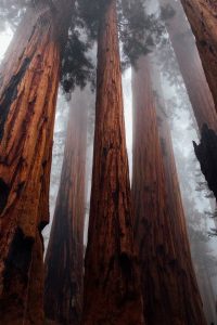 Image of giant sequoias. 
