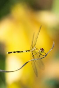 Image of a dragonfly on a twig.