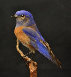 Image of a western bluebird. 