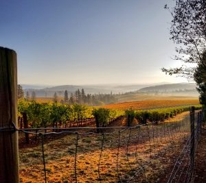 Image of a vineyard at sunrise.