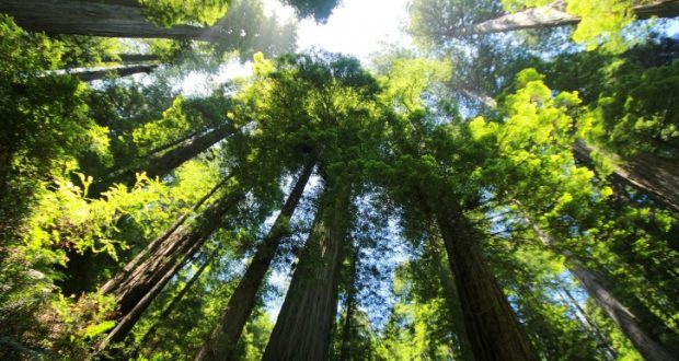 Image of giant sequoia trees.