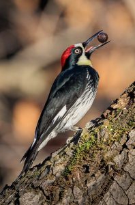 Image of an acorn woodpecker. 