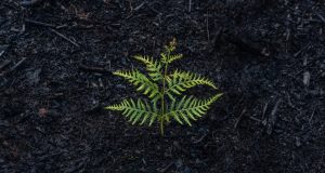 Image of a fern seedling growing after a fire.