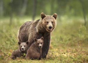 Brown Bear mother and cubs
