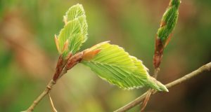 Image of a beech tree with new growth.