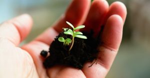 Image of a child's hand holding a seedling.