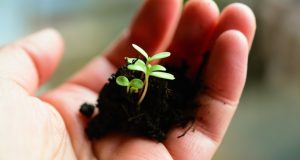 Image of a child's hand holding a seedling.