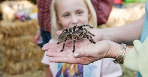 Image of two hands holding a tarantula.