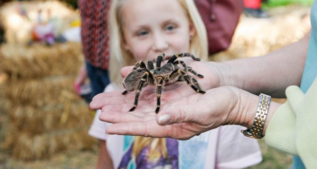 Image of a lady holding a tarantula in her hand with kids watching