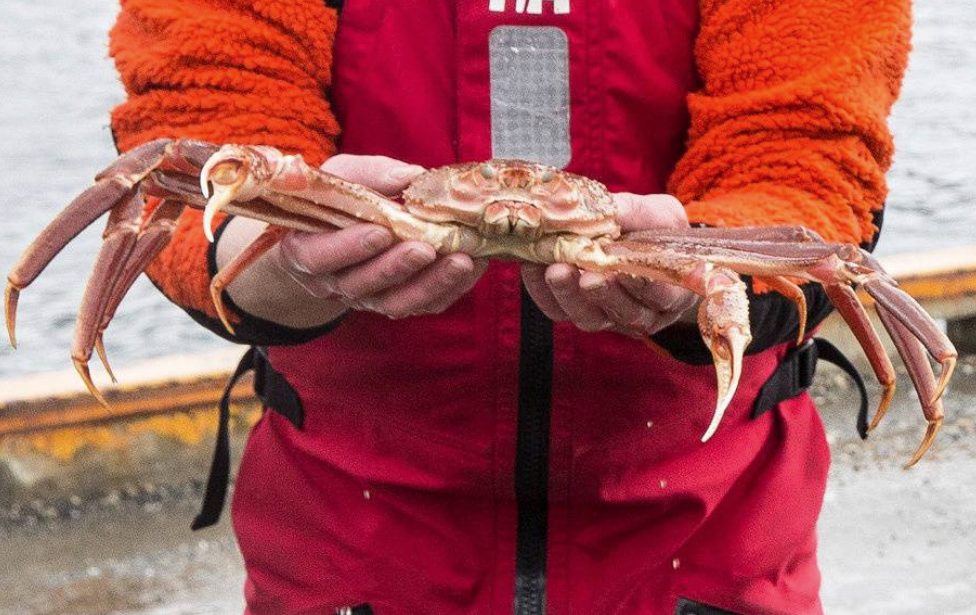 Alaskan Snow crab being held