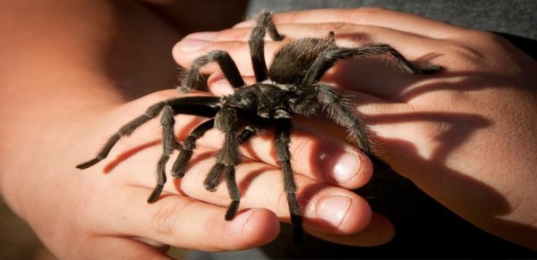 Image of two hands holding a tarantula. 