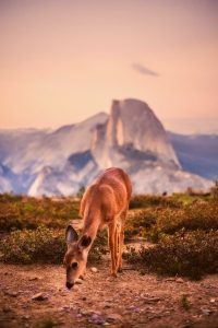 Image of a deer eating grass at Yosemite. 