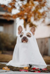 Image of a small dog wearing a Halloween ghost costume.