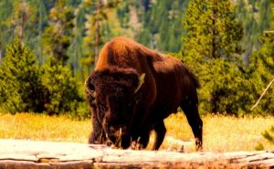Image of a bison eating grass at Yosemite.