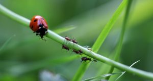Image of a ladybug on a stem with some aphids.