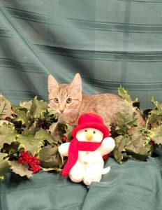 Image of a cat in a Christmas costume.