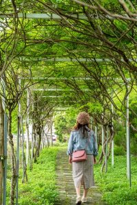Image of a student walking along a foot path under a tree canopy.