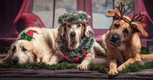 Image of three dogs dressed up for Christmas.