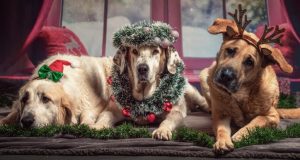 Image of three dogs dressed up for Christmas.