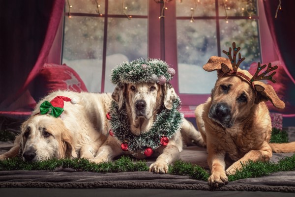 Image of three dogs dressed up for Christmas. 
