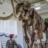 Image of a wooly mammoth skeleton at the Fossil Discovery Center.
