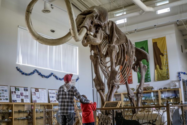 Image of a wooly mammoth skeleton at a museum. 