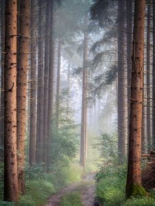 Image of tall trees in a forest. 