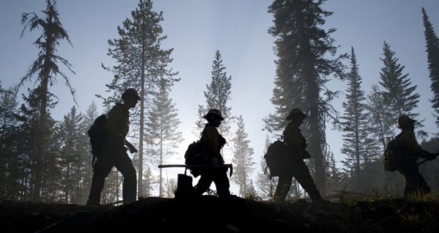 Image of forest workers walking through a forest at dusk.