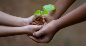Image of two sets of hands holding a tree seedling.
