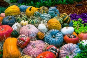 Image of a large variety of pumpkins.