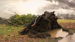 Image of a tree that has fallen over from a storm.