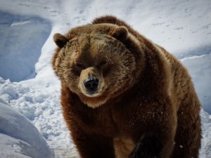 Image of a grizzly bear walking in the snow.