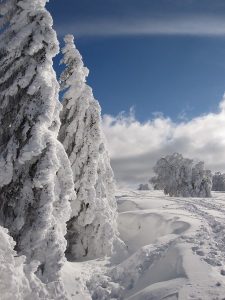Image of trees in the snow. 