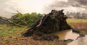 Image of a large tree uprooted by a severe rainstorm.